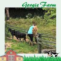 愛丁堡城市中的友好小農場Gorgie Farm