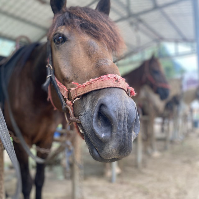 Horse riding in Yangshuo, Guilin 