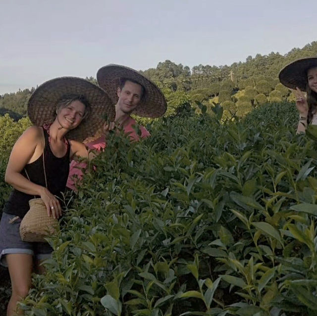 Guilin tea garden 