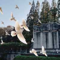 Pigeons in Nanjings Purple Mountain