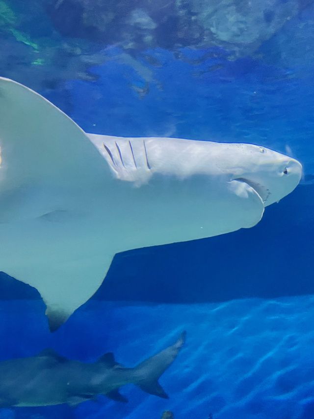 上海主題樂園必打卡🐬海洋永遠治癒人心~🐟