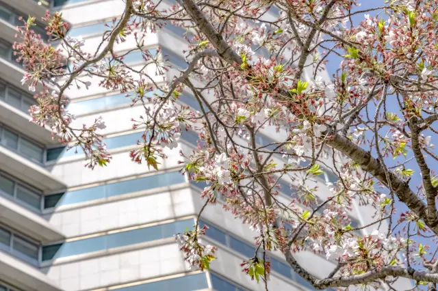 横浜ランドマークタワー前の桜並木