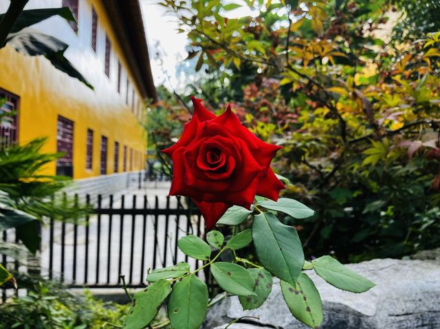 The beautiful colorful flowers of Xiputuo