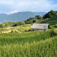 Paddy fields