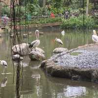 Jurong Bird Park Singapore