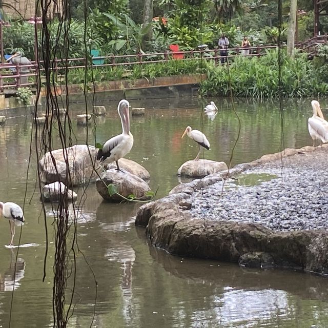 Jurong Bird Park Singapore