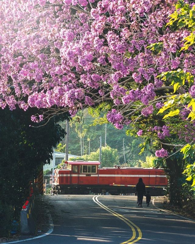 Spring in Alishan