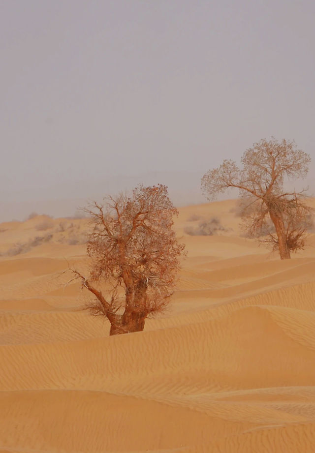 Taklamakan | Xinjiang has more than just grasslands, there are also deserts! A trip to southern Xinjiang.