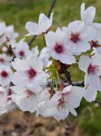 Enjoy the flowers at Canberra Arboretum.