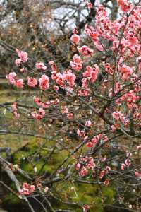 Japan's Ibaraki Tsukuba Mountain Plum Garden