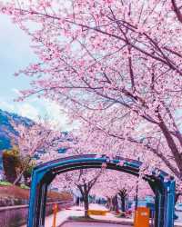 In 2023, continue the cherry blossom fate in Japan with the most comprehensive cherry blossom viewing guide!