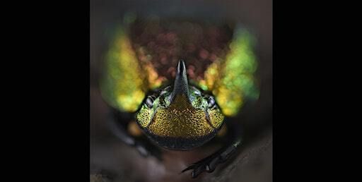 Hands-On Macro Photography with Kristi Odom at Garfield Park Conservatory | Garfield Park Conservatory