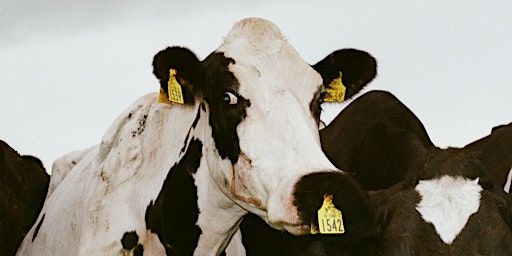 FLUX LAUNCH & BONZAI GIG | Crowbar