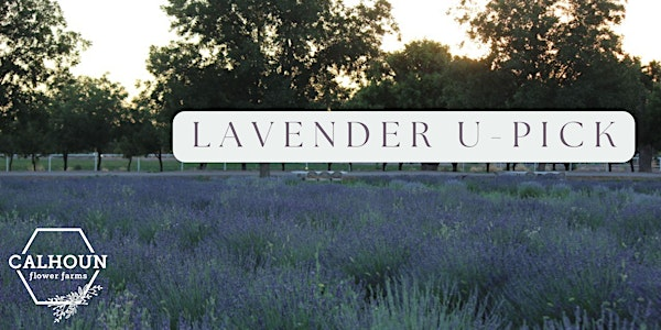 Lavender U-Pick at Calhoun Flower Farms - Saturday Morning | La Mesa