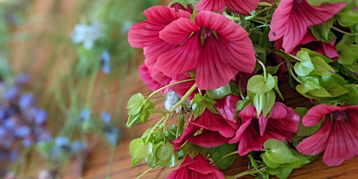 Planning Your Cut Flower Garden | St Ann's Allotments