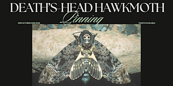Death's-Head HawkMoth Pinning Workshop | Pretty Dead Taxidermy