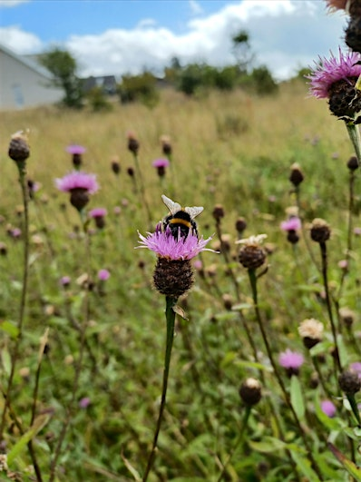 The BIG Pollinator Count - Newton Hill | Newton Hill Community Woodland