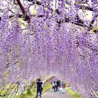 【福岡】藤棚の絶景をみよう！河内藤園