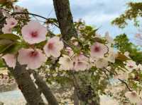 京都　KYOTO SAKURAめぐり❗️円山公園の祇園枝垂桜に感動❗️