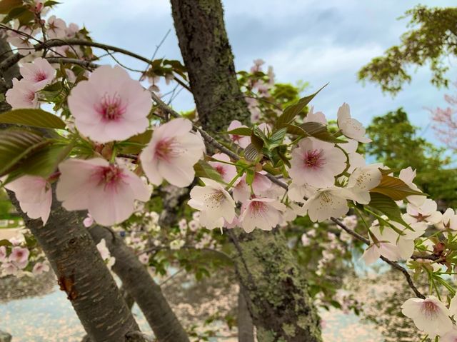 京都　KYOTO SAKURAめぐり❗️円山公園の祇園枝垂桜に感動❗️