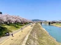 福井県🌸今が満開🌸【足羽川の桜祭り】