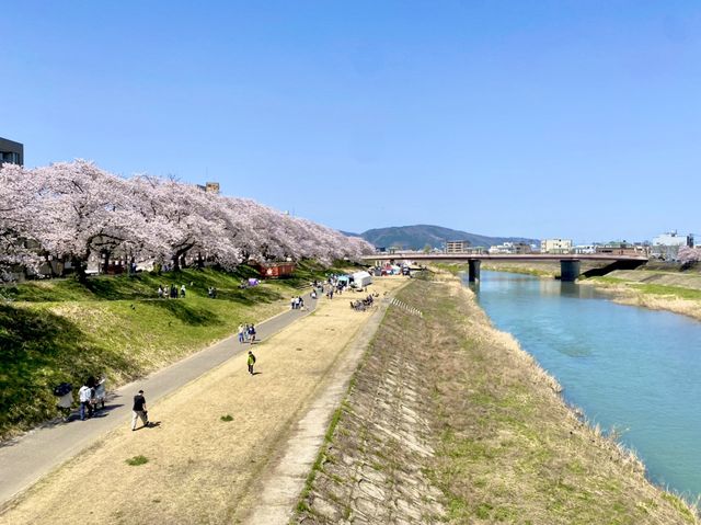 福井県🌸今が満開🌸【足羽川の桜祭り】