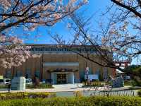 京都　SAKURA 桜めぐり❗️京都市京セラ美術館と桜、平安神宮大鳥居とのコラボに感動❗️