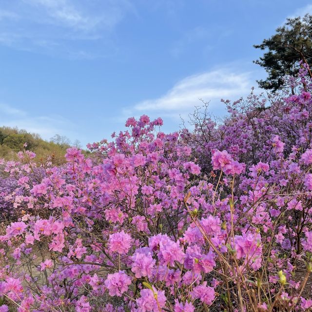 진달래 구경하러 진달래동산으로 가보세요💓