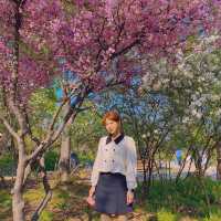서부해당화라고 들어봤나🌸