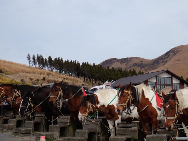 熊本縣必去打卡黃澄澄的草原美景📸️📸️📸️