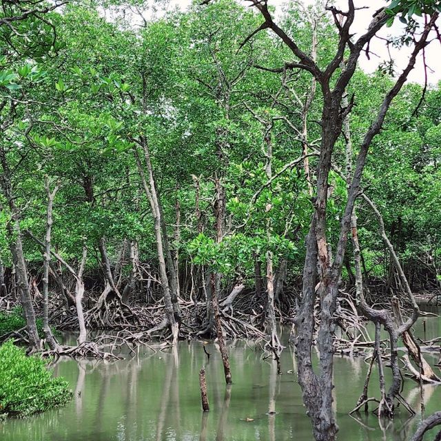 🐒จุดชมลิงเกาะสิเหร่