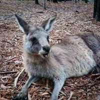 Petting Zoo In Gold Coast Australia