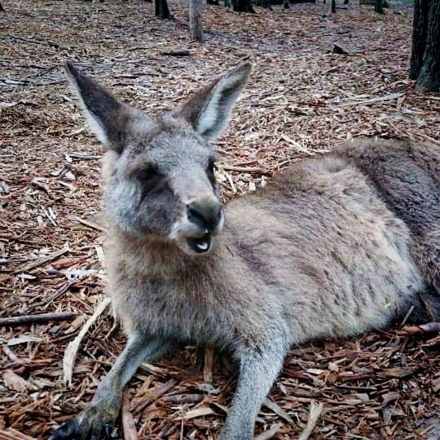 Petting Zoo In Gold Coast Australia