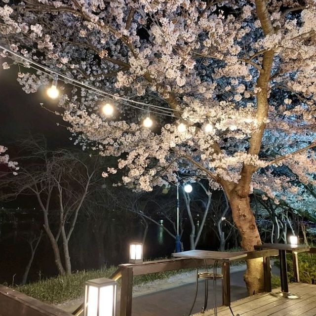 Cherry Blossoms at Bomun  Lake