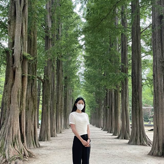 여름 냄새 가득했던 초록 초록한 남이섬 메타세콰이아 길 💚