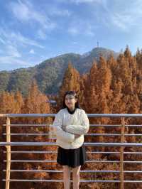 붉게 물든 메타세콰이어 나무가 쭉 뻗어있는 장태산자연휴양림 🍁