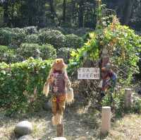 The Wisdom Path 