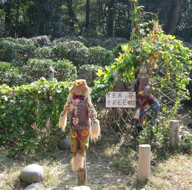 The Wisdom Path 