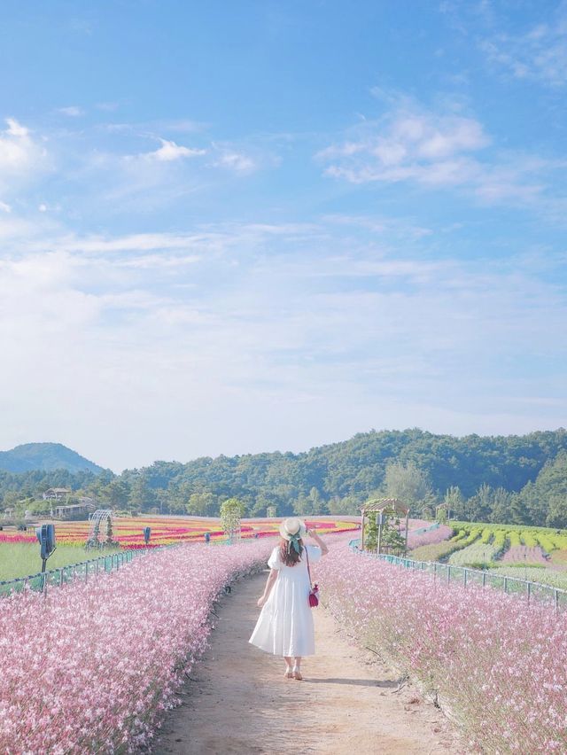 꽃길을 걸어요🌸강원도 철원 고석정 꽃밭 