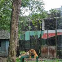 Zoo Negara With Kids