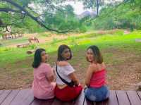 ต้นจามจุรียักษ์ กาญจนบุรี