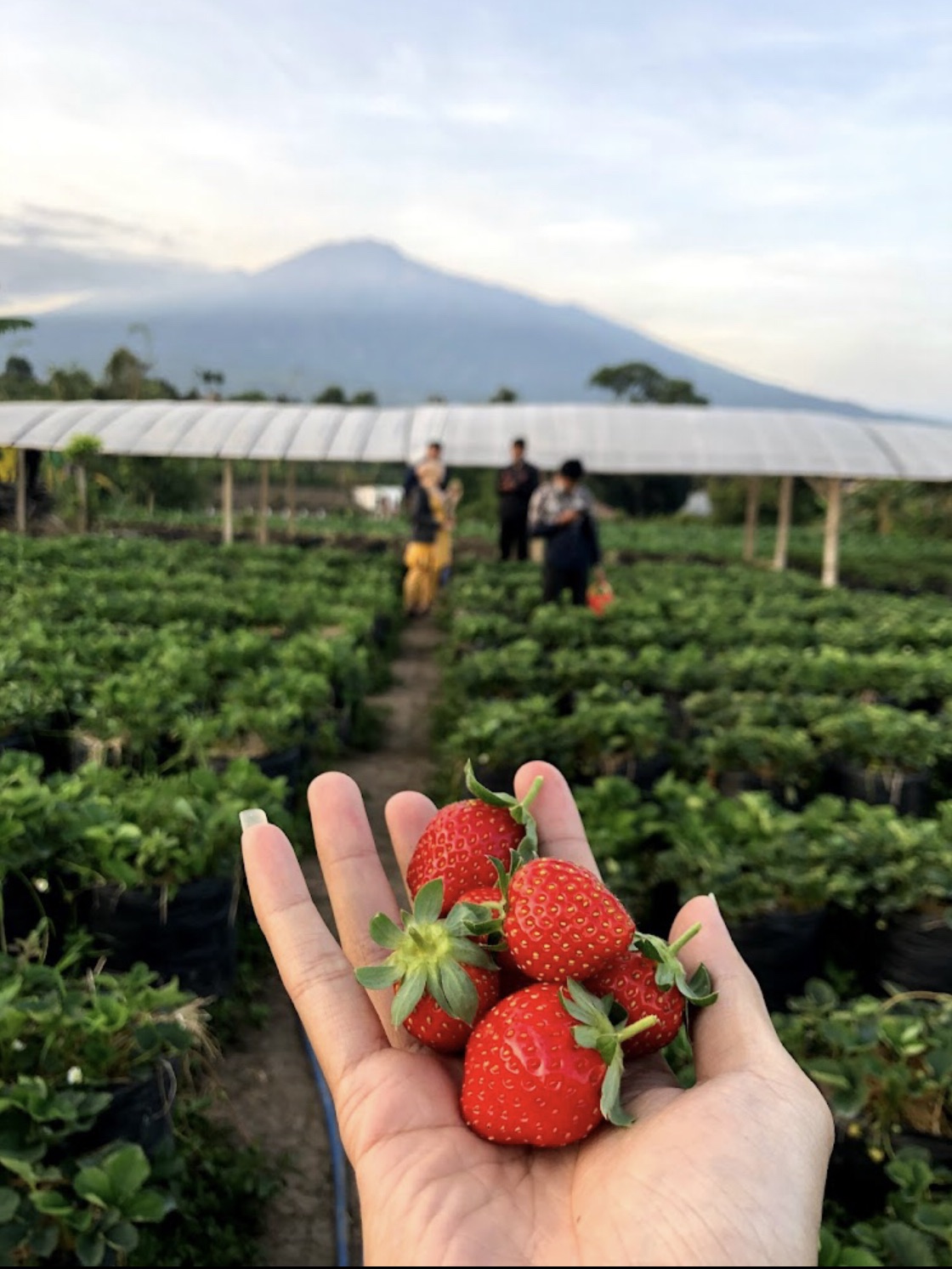 Lumbung Strawberry-Batu | Trip.com Malang
