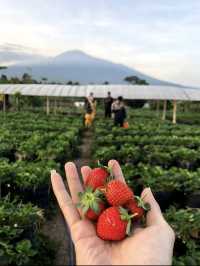 Lumbung Strawberry-Batu