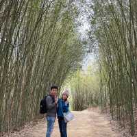苗栗～三灣落羽松莊園