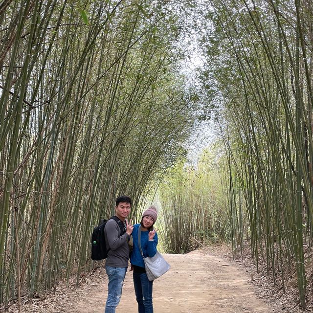 苗栗～三灣落羽松莊園
