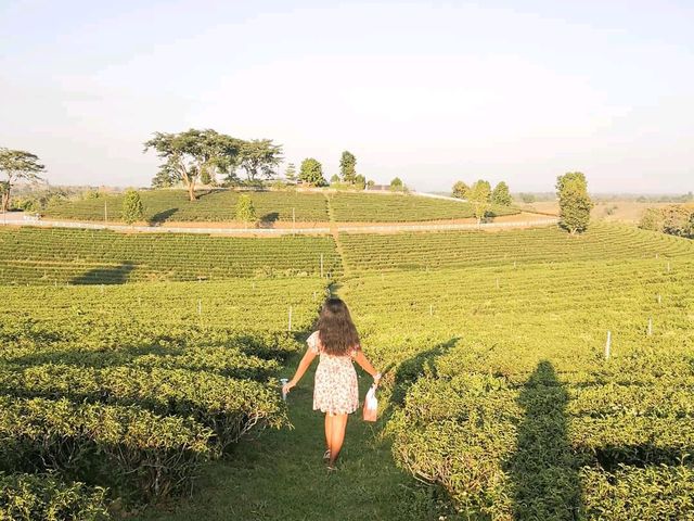 ไร่ชาฉุยฟง เชียงราย 🌱
