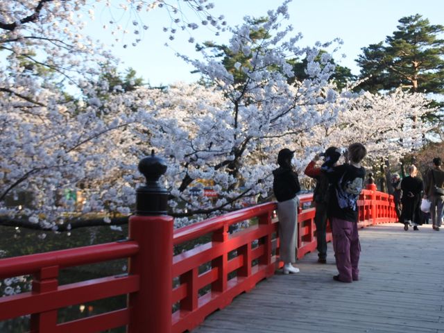 【桜まつり】弘前公園