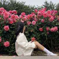 알록달록 장미를 만나볼 수 있는 중랑천 장미 축제 🌹