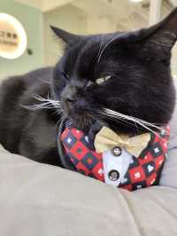 🐈貓貓可愛友善，可惜⋯「貓之茶房」