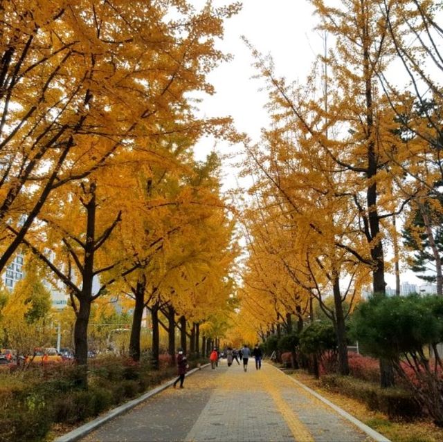 Autumn at Seoul Olympic Park
